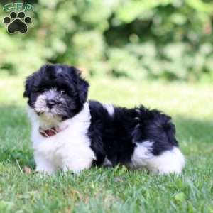 Happy, Havanese Puppy