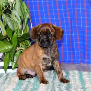 Happy, Boston Terrier Mix Puppy