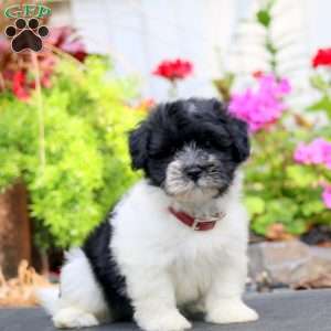 Happy, Havanese Puppy