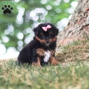 Harbour, Yorkie Poo Puppy