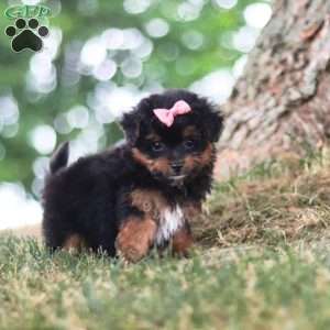 Harbour, Yorkie Poo Puppy
