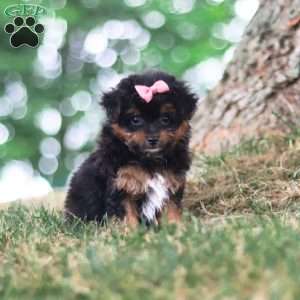 Harbour, Yorkie Poo Puppy