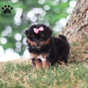 Harbour, Yorkie Poo Puppy