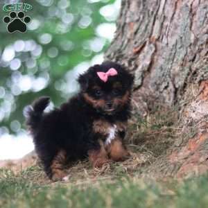 Harbour, Yorkie Poo Puppy