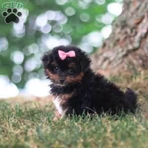 Harbour, Yorkie Poo Puppy