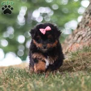 Harbour, Yorkie Poo Puppy