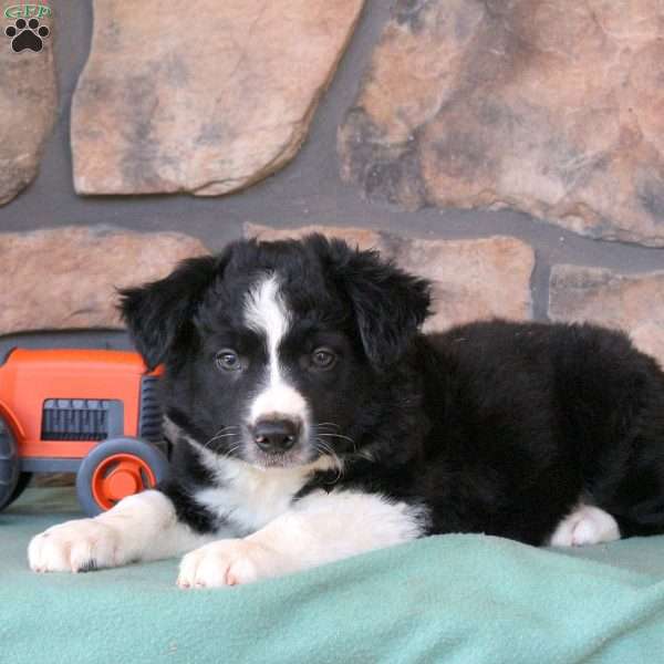 Harley, Border Collie Puppy