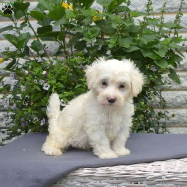 Harley, Maltipoo Puppy