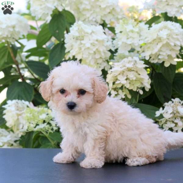 Harley, Bich-Poo Puppy