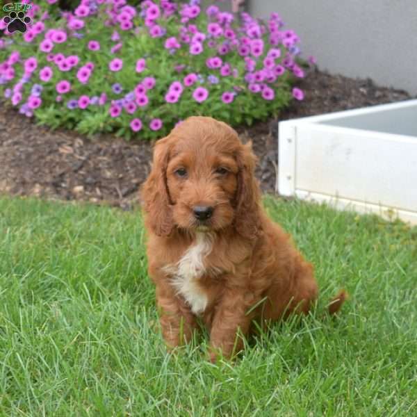 Harley – Mini, Irish Doodle Puppy
