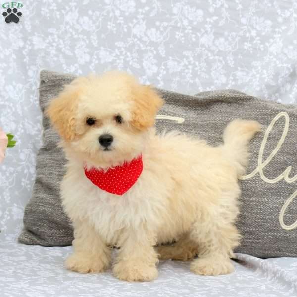 Harley, Bich-Poo Puppy