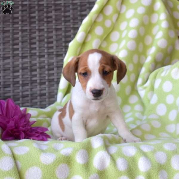 Harley, Jack Russell Terrier Puppy