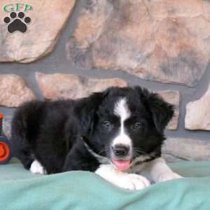 Harley, Border Collie Puppy
