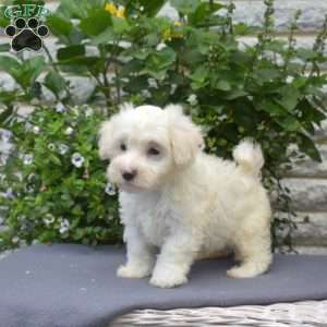 Harley, Maltipoo Puppy
