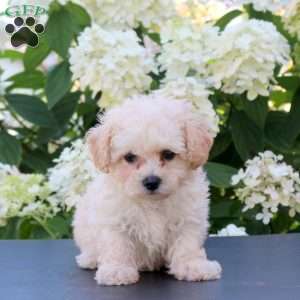 Harley, Bich-Poo Puppy