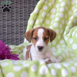 Harley, Jack Russell Terrier Puppy