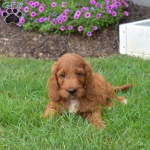 Harley – Mini, Irish Doodle Puppy
