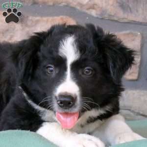 Harley, Border Collie Puppy