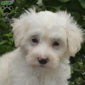 Harley, Maltipoo Puppy