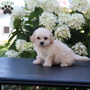 Harley, Bich-Poo Puppy