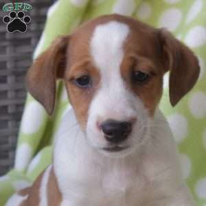Harley, Jack Russell Terrier Puppy