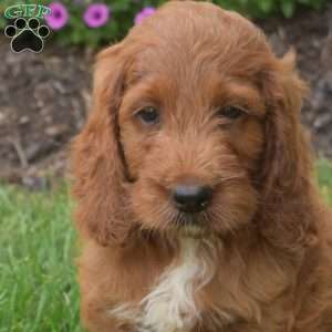 Harley – Mini, Irish Doodle Puppy
