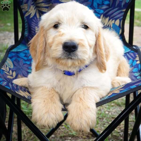 Harley, Goldendoodle Puppy