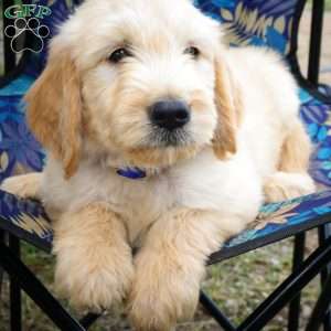 Harley, Goldendoodle Puppy