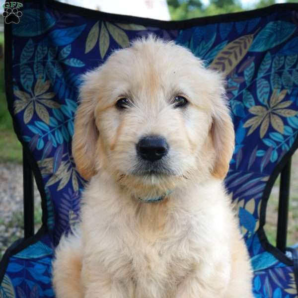 Harold, Goldendoodle Puppy