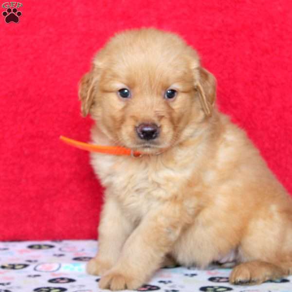 Harper, Golden Retriever Puppy