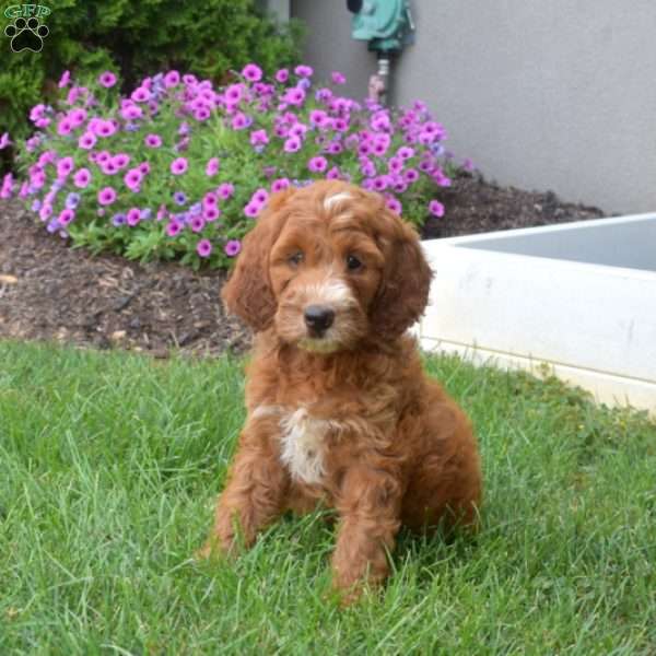 Harper – Mini, Irish Doodle Puppy