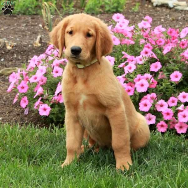 Harper, Golden Retriever Puppy