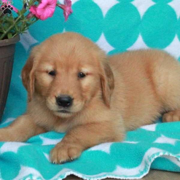 Harper, Golden Retriever Puppy