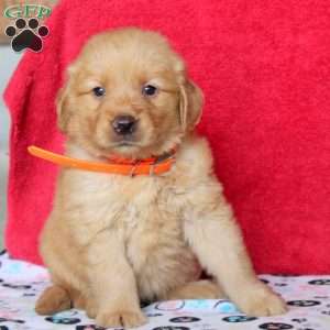 Harper, Golden Retriever Puppy