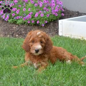 Harper – Mini, Irish Doodle Puppy