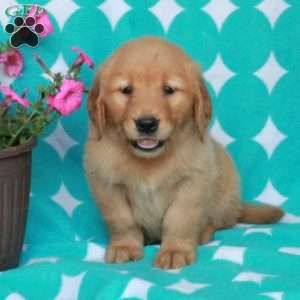 Harper, Golden Retriever Puppy