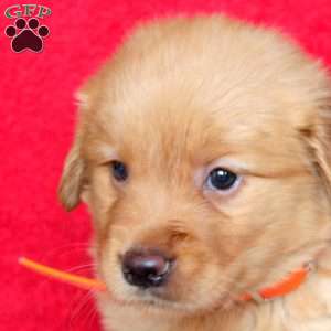 Harper, Golden Retriever Puppy
