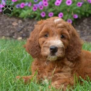 Harper – Mini, Irish Doodle Puppy