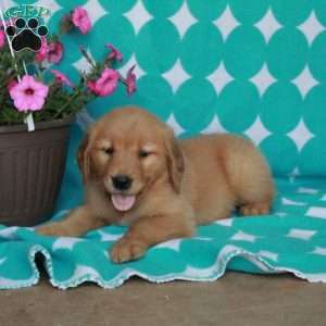 Harper, Golden Retriever Puppy