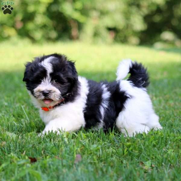 Harper, Havanese Puppy