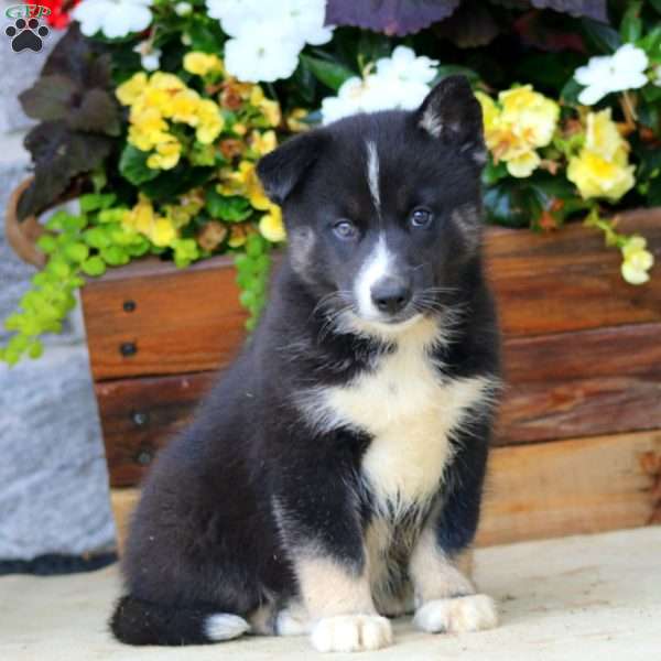Harper, Pomsky Puppy