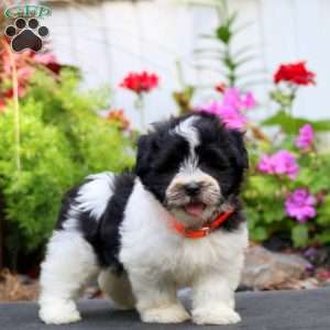 Harper, Havanese Puppy