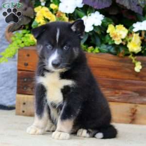 Harper, Pomsky Puppy