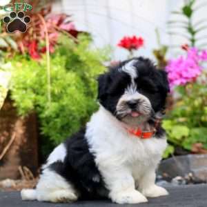 Harper, Havanese Puppy