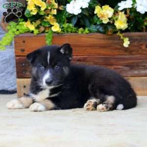 Harper, Pomsky Puppy