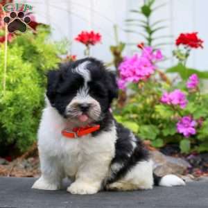 Harper, Havanese Puppy