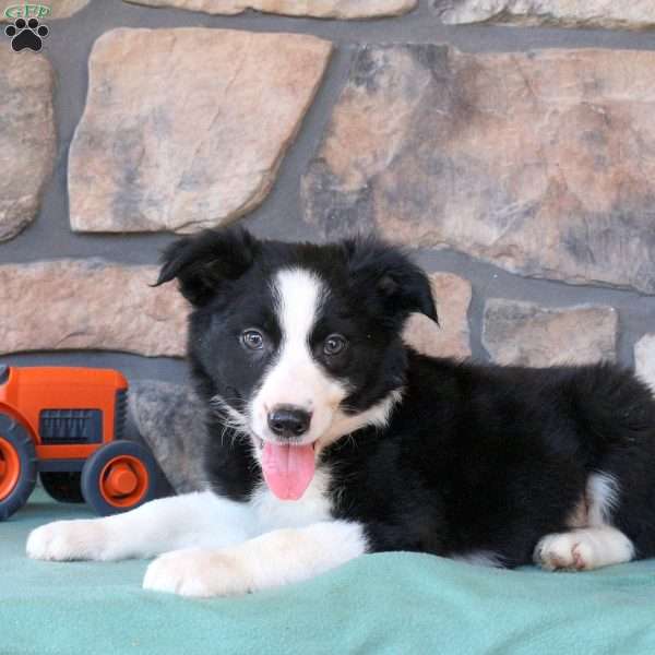 Harry, Border Collie Puppy