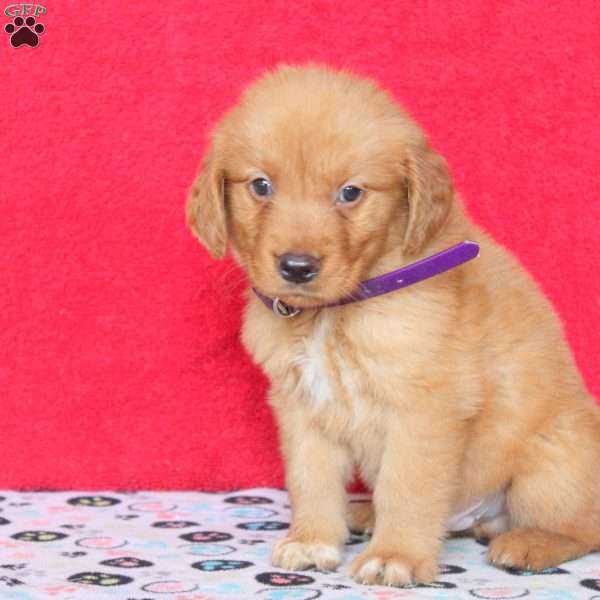 Harry, Golden Retriever Puppy