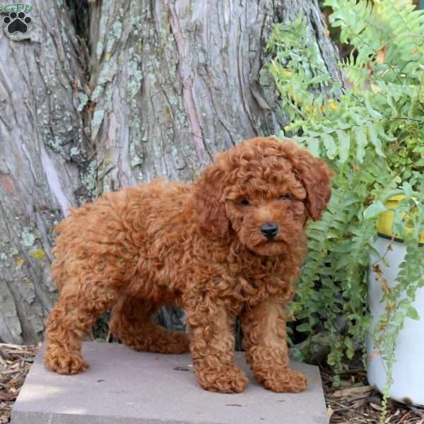 Harry, Miniature Poodle Puppy