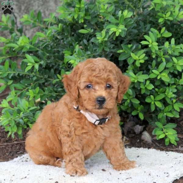 Harry, Havapoo Puppy
